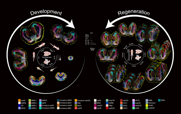 Axolotl brain developmental and regeneration