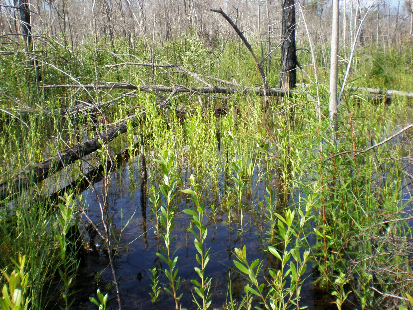 Melaleuca quinquenervia seedlings in the western Everglades region of Florida, USA following a fire