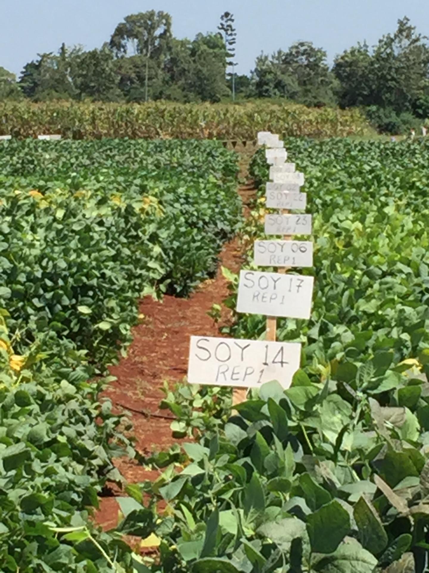 Soybean Trial in Africa