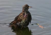 Starling (3 of 3)