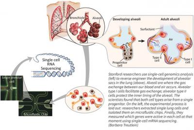 Reverse Engineering Tissue with Single Cell Genomics