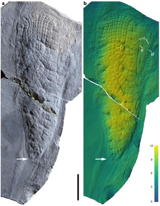 Holotype of Helicolocellus cantori gen. et sp. nov., NIGP-176531. (a), Photographed under reflected light. (b), Topographic elevation map from laser scanning microscopy.