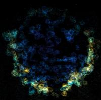 Whole-Cell 3-D Super-Resolution Image