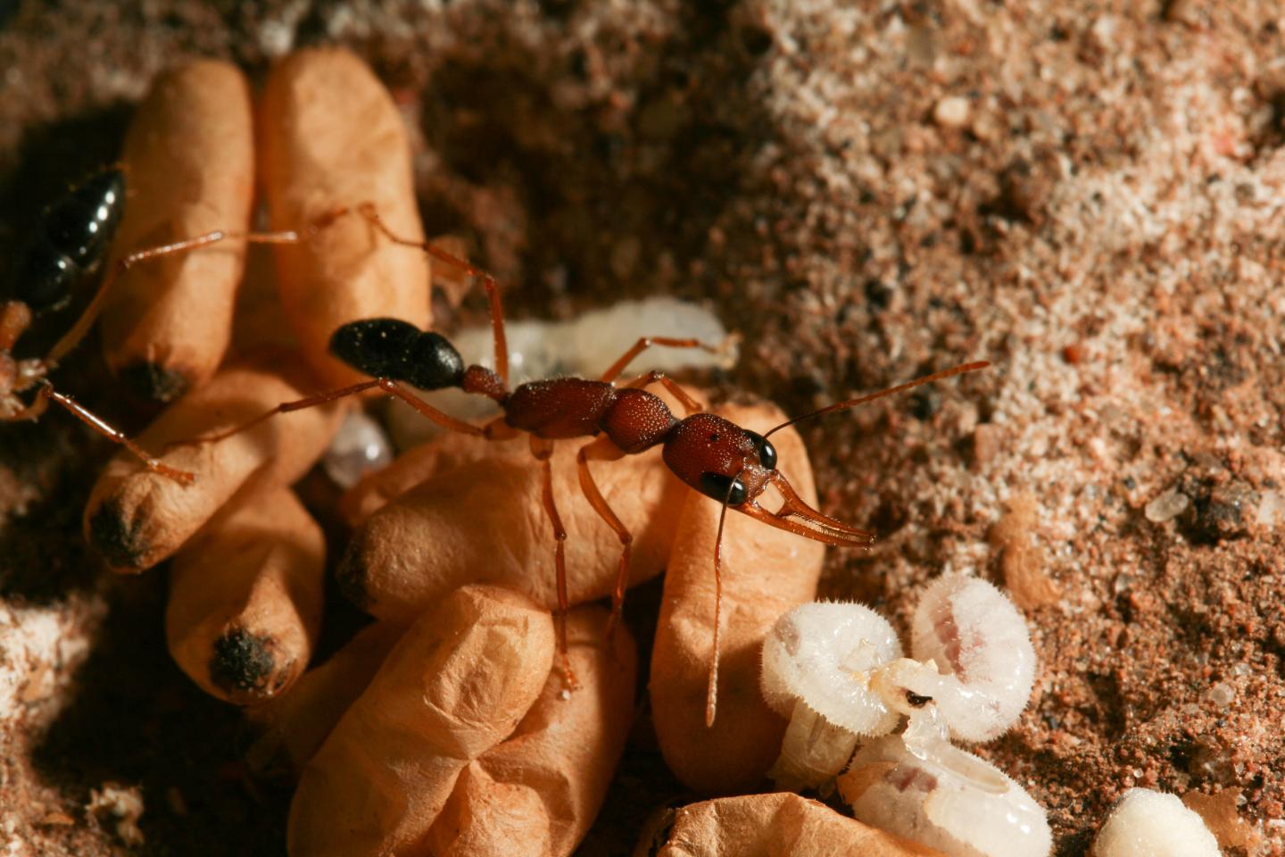 Indian Jumping Ant Tends Larvae