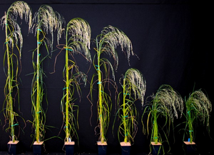 Comparison of plant heights of unmodiﬁed Teﬀ