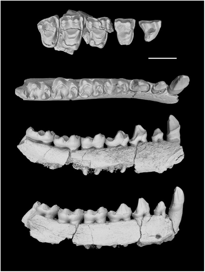 Identifying Primates Via Teeth and Jaw Bones