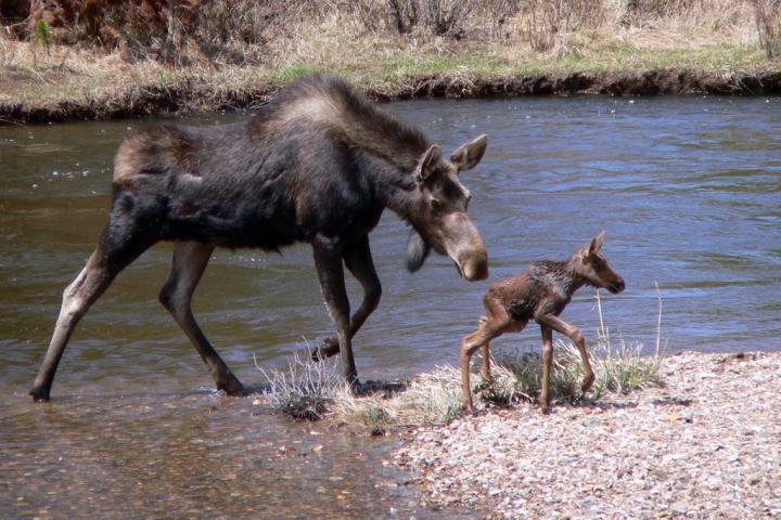 Moose and Her Calf, Rocky Mountain National Park, USA