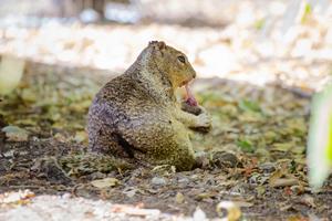 Ground squirrel eats vole