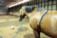 Horses Blink Less, Twitch Eyelids More When Stressed