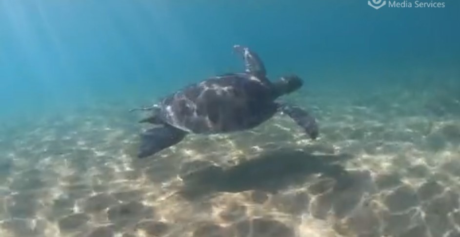 Adult green turtle