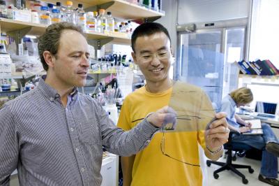 The Battle for CRTC2: How Obesity Increases the Risk for Diabetes