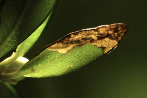 Leaf-mines of the alpine rose leaf-miner moth on Rhododendron ferrugineum