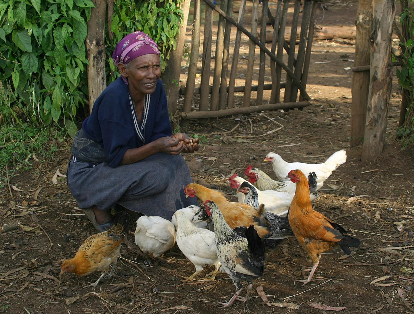 Ethiopian Village Chickens