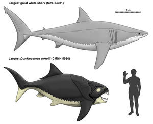 Downsized Dunkleosteus