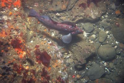 Fish Swimming Underwater Offshore Northern California