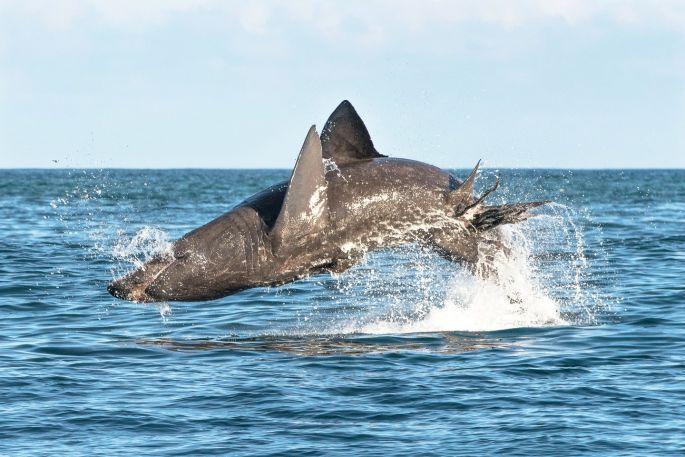 Breaching Basking Shark