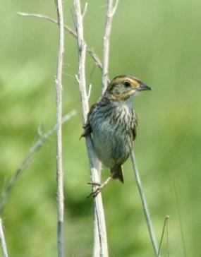 Saltmarsh Sparrow