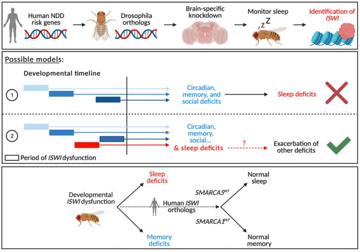 ISWI Gene Linked to Sleep Problems in Flies