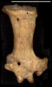 tarsometatarsus bone
