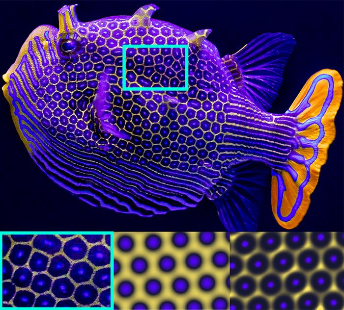 Fish pattern simulations