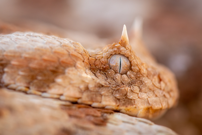 Horned_adder_(Bitis_caudalis)_Namibia_Theo_Busschau-7993.jpg