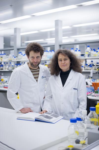 Dr. Tim Thomas and Dr. Anne Voss, Walter and Eliza Hall Institute (1 of 2)