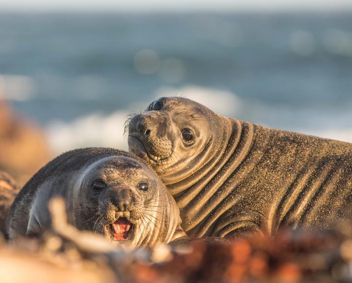 Northern elephant seals