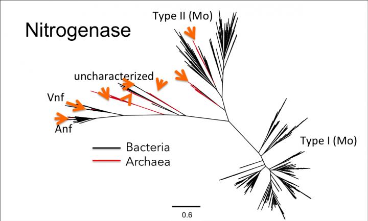 Phylogenetic Tree of a Protein