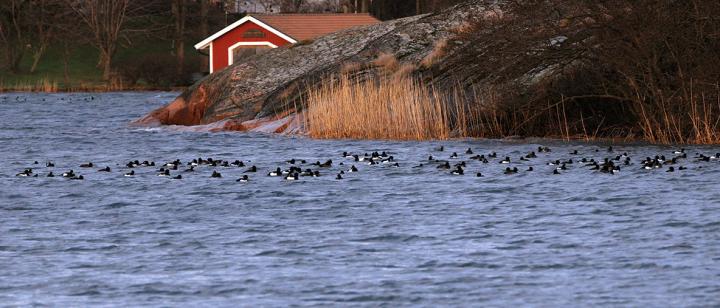 Tufted ducks