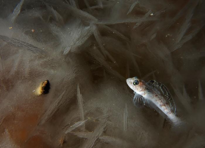 Antarctic Notothenioid Fish Survival