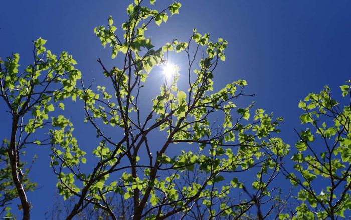 Betula ermanii in the southern boundary populations