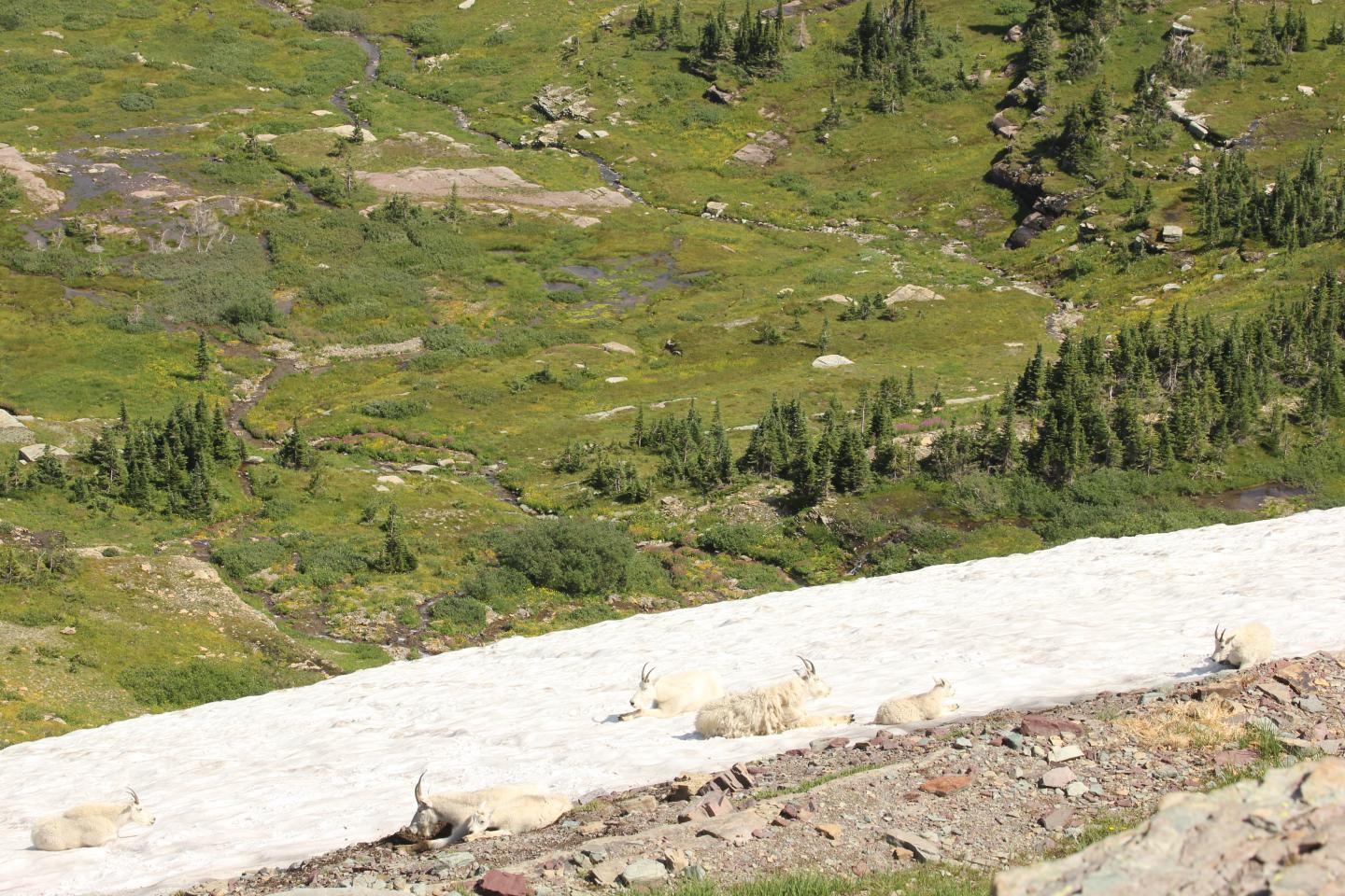 Mountain Goats