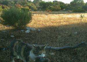 Camera trap image of feral cat scavenging on rat.