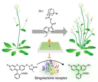 A Genetic Trigger Adds Branches to Plants, Could Boost Crop Yields