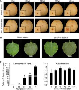 Colletotrichum fructicola is a non-adapted fungus in Nicotiana benthamiana.