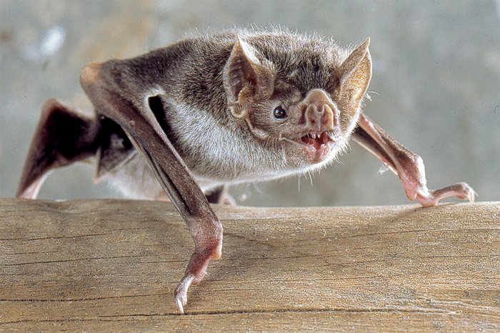 Single Common Vampire Bat