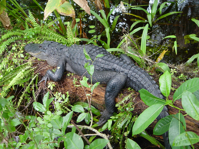 American alligator