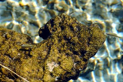 Cuatro Ciénegas Stromatolite