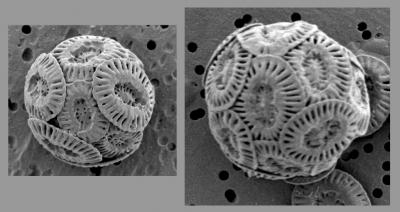 Cells of the Coccolithophore Species <i>Emiliania huxleyi</i> Strain NZEH