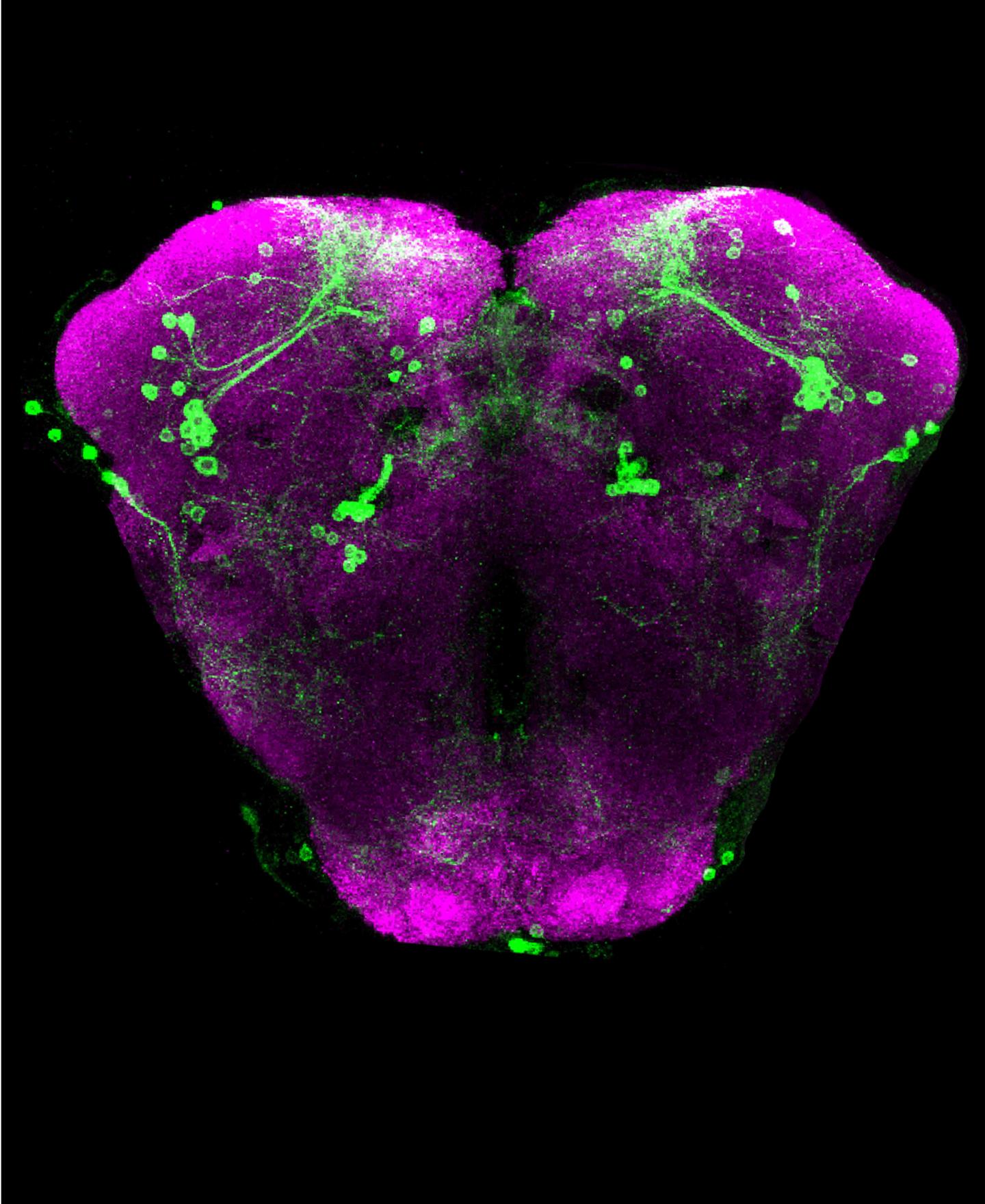 SOCE-Requiring Dopaminergic Neuron Clusters (Green) of the Flight Circuit in <i>Drosophila</i> Brain