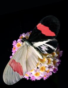 A Longwing Butterfly Resting on a Lantana flower