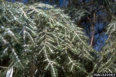 Hemlock Woolly Aldegid