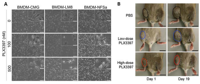A. The growth of TAMs was curbed with increasing doses of PLX3397 treatment.