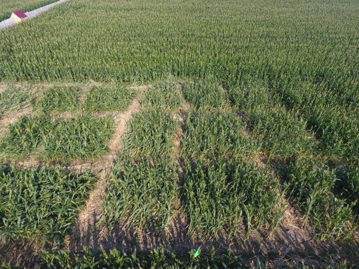 Aerial view of maize lodging experiment