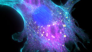 Engineered salmonella inside a cancer cell.