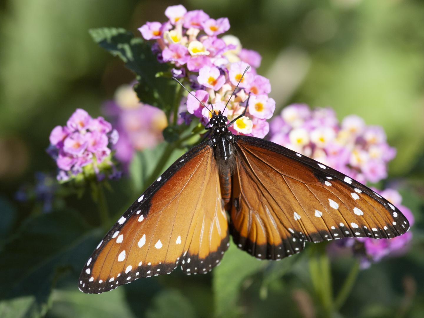 A Queen Butterfly