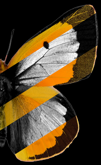 Orange sulfur butterflies with UV