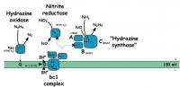 Diagram -- Enzymes