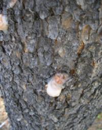 Photo of a Beetle Infestation Site on a Lodgepole Pine