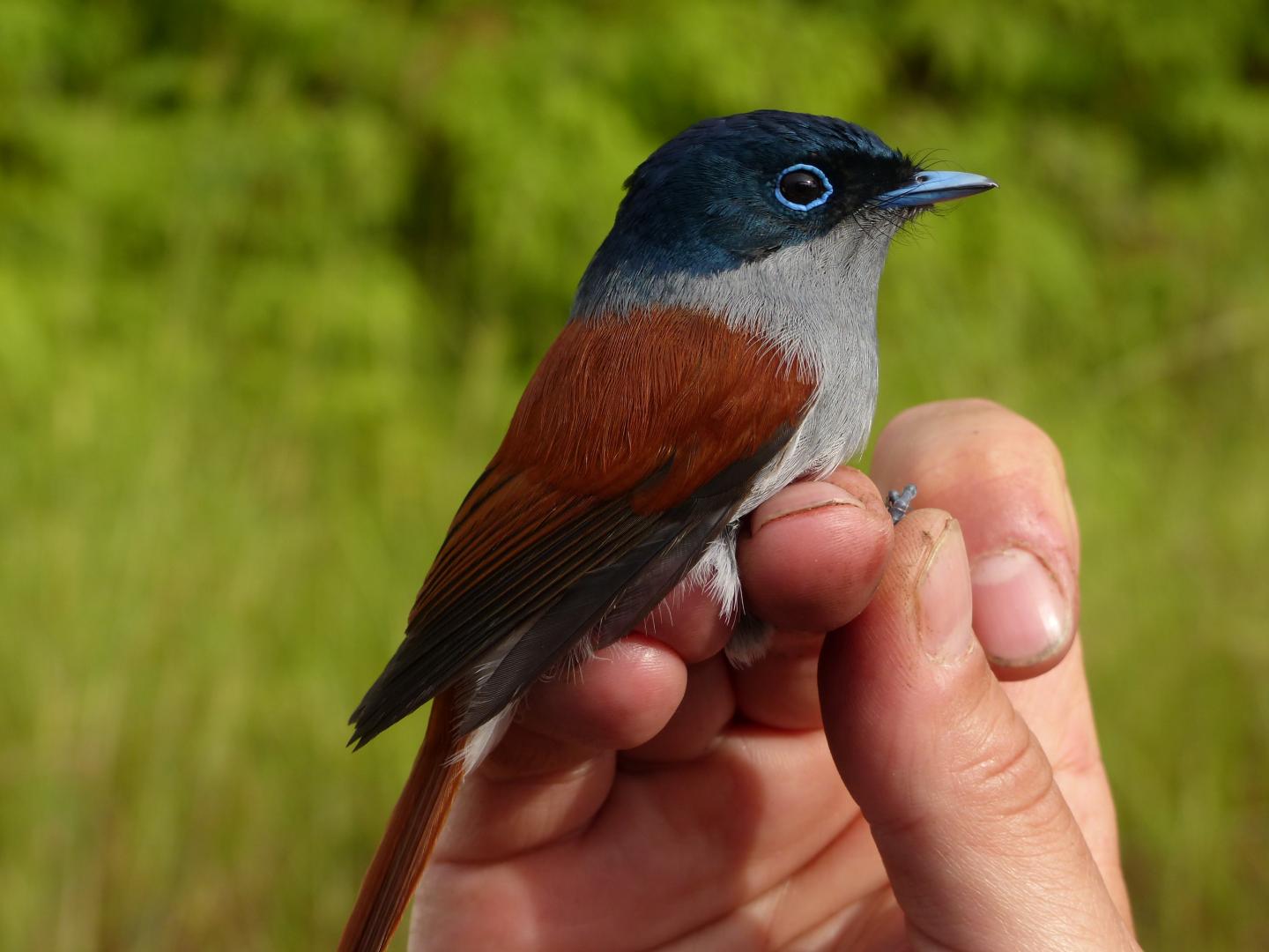 Mascarene Paradise-Flycatcher